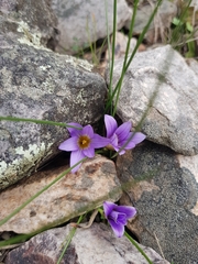 Romulea bulbocodium