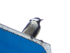 Parus minor
