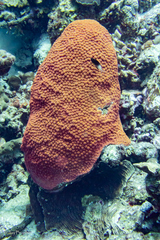 Stegastes partitus