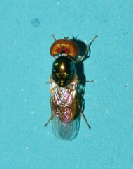 Microchrysa flaviventris
