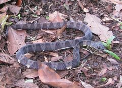 Dipsas indica indica