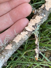 Aleurodiscus grantii