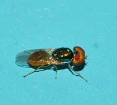 Microchrysa flaviventris