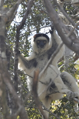 Propithecus verreauxi