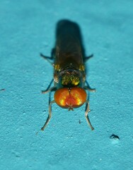 Microchrysa flaviventris