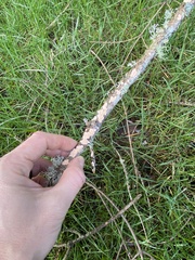 Aleurodiscus grantii