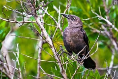 Quiscalus lugubris