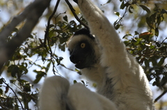 Propithecus verreauxi