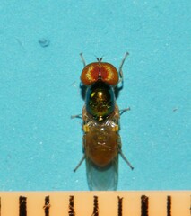 Microchrysa flaviventris