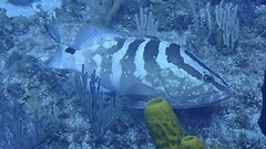 Epinephelus striatus