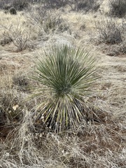 Yucca elata