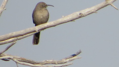 Toxostoma crissale