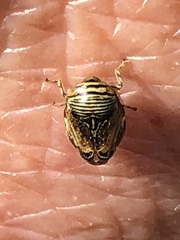 Clastoptera lineatocollis