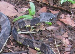 Dipsas indica indica