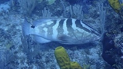 Epinephelus striatus