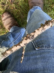 Aleurodiscus grantii