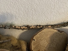 Aleurodiscus grantii