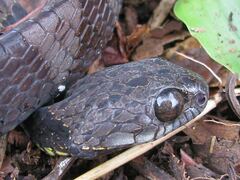 Dipsas indica indica