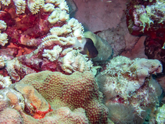 Stegastes partitus