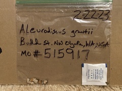 Aleurodiscus grantii