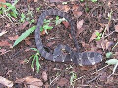 Dipsas indica indica