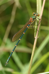 Austrolestes cingulatus