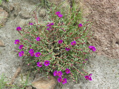 Portulaca perennis