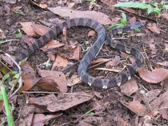 Dipsas indica indica