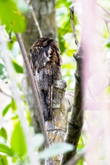 Nyctibius griseus