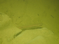 Galaxias maculatus