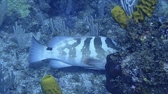 Epinephelus striatus