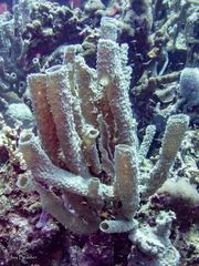 Callyspongia aculeata