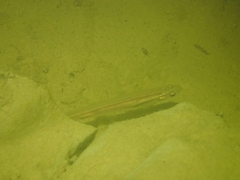 Galaxias maculatus