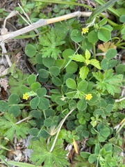Medicago lupulina
