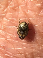 Clastoptera lineatocollis