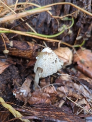 Psathyrellaceae