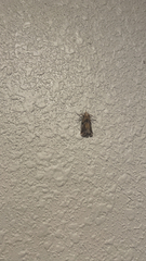 Acrolophus popeanella