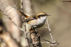 Aphrastura spinicauda