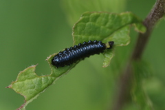 Plagiodera versicolora