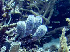 Callyspongia plicifera