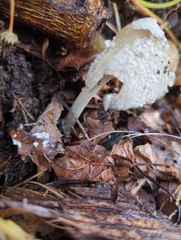 Psathyrellaceae