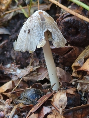 Psathyrellaceae