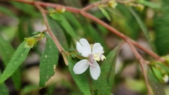 Centradenia inaequilateralis image