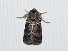 Proteuxoa sanguinipuncta