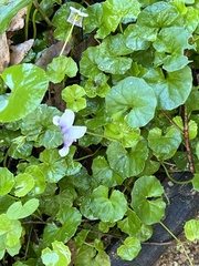 Viola banksii