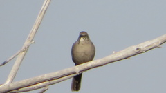 Toxostoma crissale