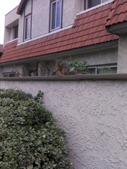 Sciurus niger