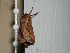 Elhamma australasiae