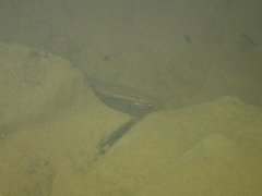 Galaxias maculatus