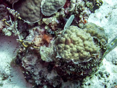 Porites astreoides